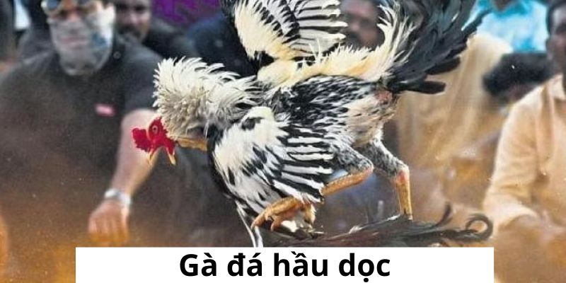 Gà đá hầu kiềng - Lối đá phổ biến ưu điểm và cách lựa chọn - BIVEGU.NEWS