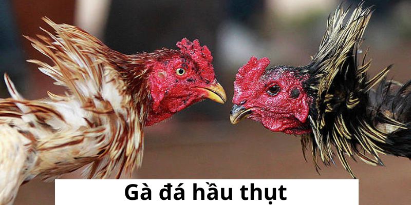 Gà đá hầu kiềng - Lối đá phổ biến ưu điểm và cách lựa chọn - BIVEGU.NEWS