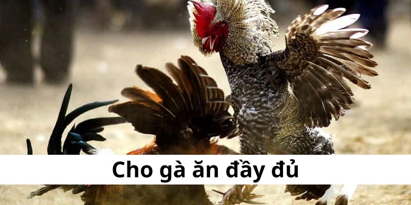 Đòn đá liên hoàn cước - cú đá bất bại của chiến kê khủng - BIVEGU.NEWS