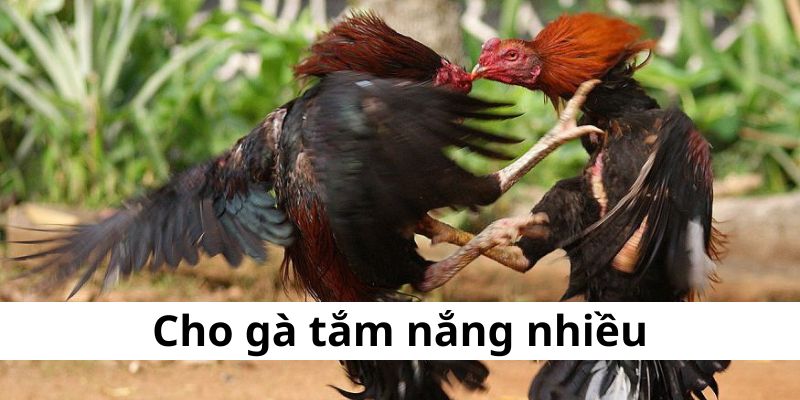 Đòn đá liên hoàn cước - cú đá bất bại của chiến kê khủng - BIVEGU.NEWS