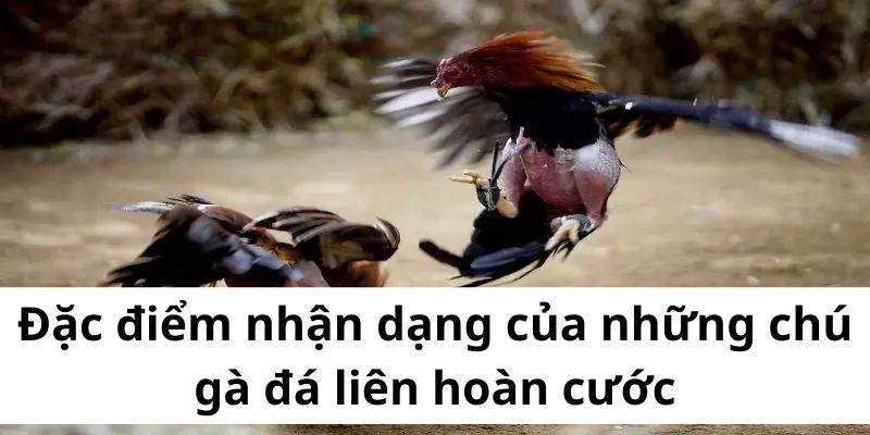 Đòn đá liên hoàn cước - cú đá bất bại của chiến kê khủng - BIVEGU.NEWS
