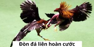 Đá Gà J88 - Thiên đường đá gà trực tuyến hấp dẫn nhất 2026 - BIVEGU.NEWS