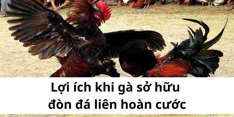 Đòn đá liên hoàn cước - cú đá bất bại của chiến kê khủng - BIVEGU.NEWS