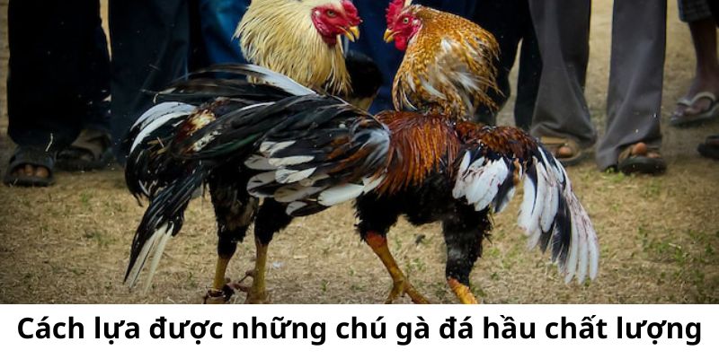 Gà đá hầu kiềng - Lối đá phổ biến ưu điểm và cách lựa chọn - BIVEGU.NEWS