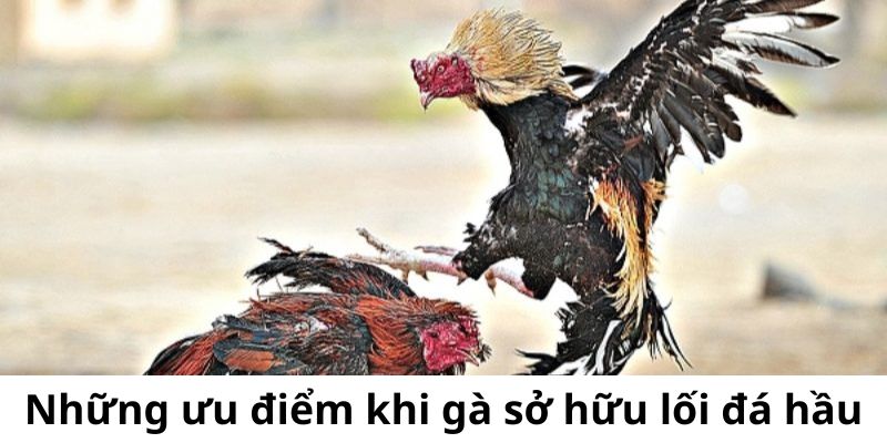 Gà đá hầu kiềng - Lối đá phổ biến ưu điểm và cách lựa chọn - BIVEGU.NEWS