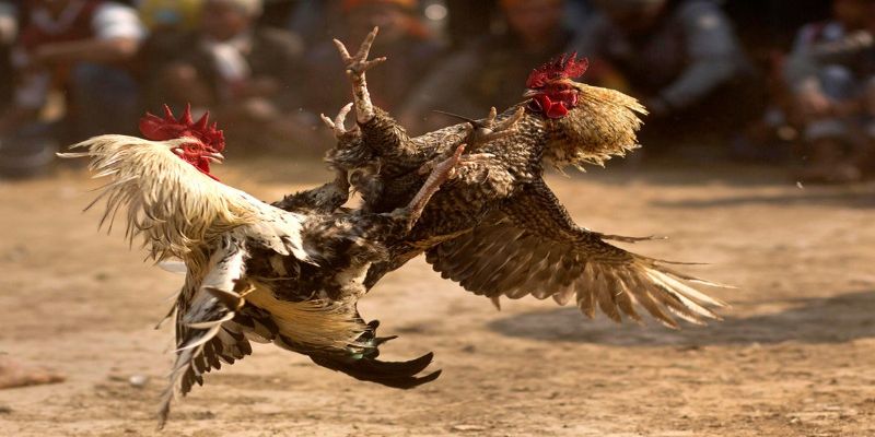 Đá Gà J88 - Thiên đường đá gà trực tuyến hấp dẫn nhất 2026 - BIVEGU.NEWS