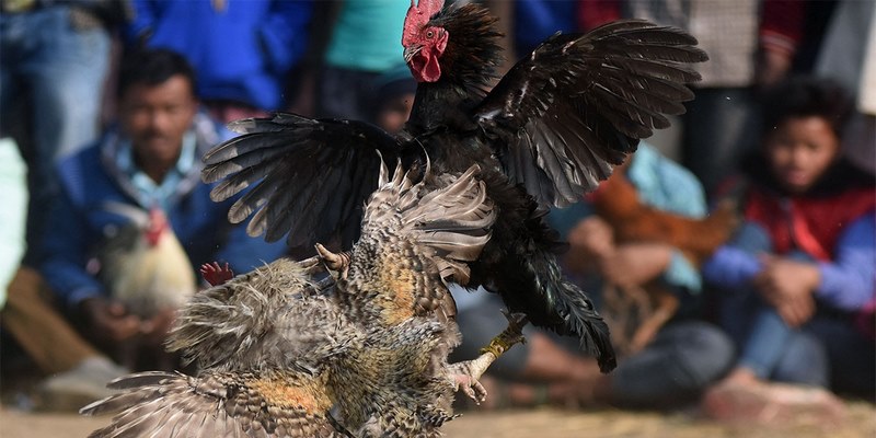 Đá Hồi Mã Thương - Thế Đá Bất Bại 100% Cho Mọi Chiến Kê - BIVEGU.NEWS