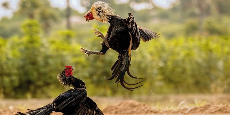 Đá Hồi Mã Thương - Thế Đá Bất Bại 100% Cho Mọi Chiến Kê - BIVEGU.NEWS