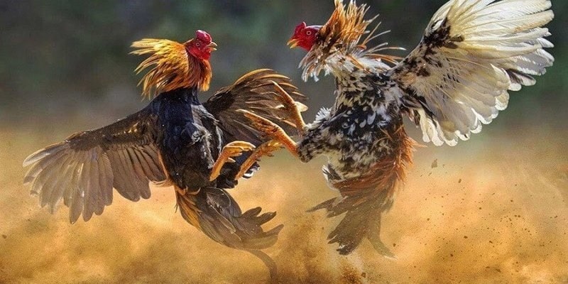 Gà Nòi Đá - Thiên Đường Cho Kê Thủ Yêu Thích Chọi Gà Online - BIVEGU.NEWS