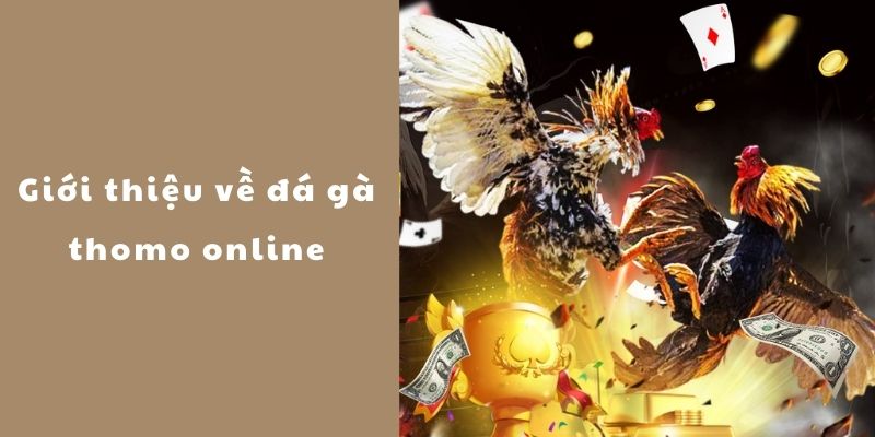 Đá Gà Thomo Online - Sản Phẩm Giải Trí Số 1 Dành Cho Kê Thủ - BIVEGU.NEWS