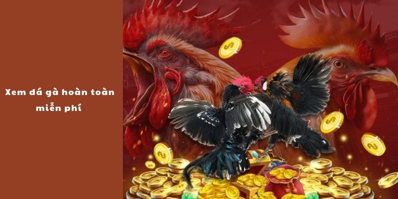 Đá Gà Thomo Online - Sản Phẩm Giải Trí Số 1 Dành Cho Kê Thủ - BIVEGU.NEWS