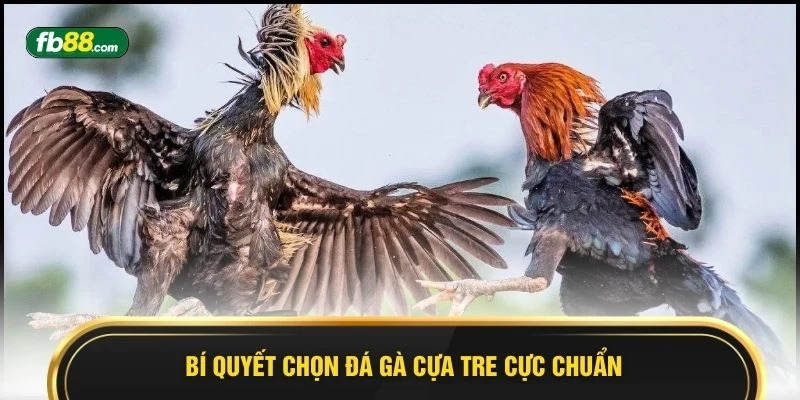 Đá Gà Cựa Tre Siêu Phẩm Cá Cược Hấp Dẫn, Thắng Lớn 2026  - BIVEGU.NEWS