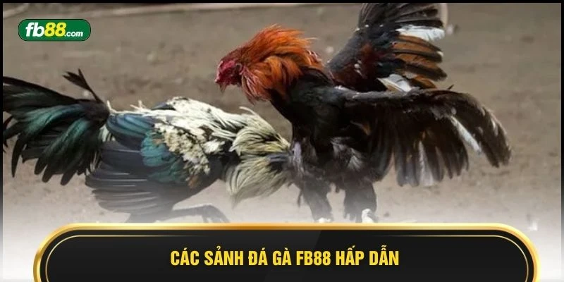 Đá Gà FB88 2026 - 5 Bí Quyết Gia Tăng Phần Thắng Lớn - BIVEGU.NEWS