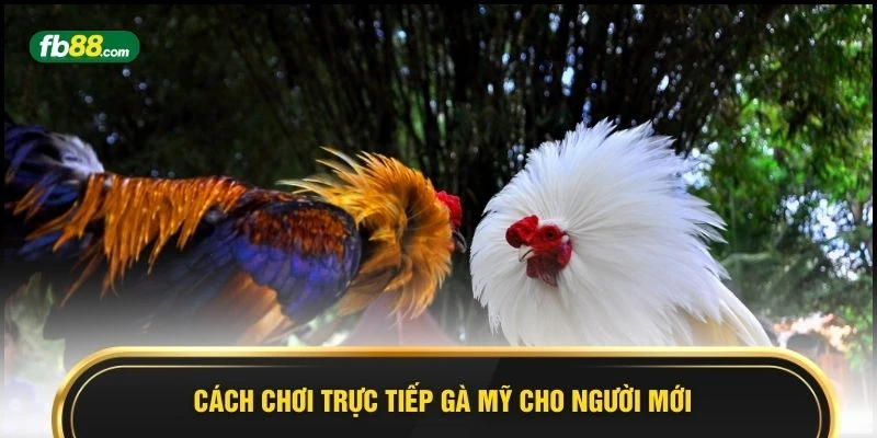 Trực Tiếp Gà Mỹ 2026 Sự Lựa Chọn Hoàn Hảo Cho Hội Viên  - BIVEGU.NEWS