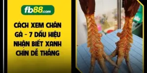 Đá Gà FB88 2026 - 5 Bí Quyết Gia Tăng Phần Thắng Lớn  - BIVEGU.NEWS