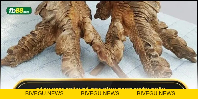 Cách Xem Chân Gà - 7 Dấu Hiệu Nhận Biết Xanh Chín Dễ Thắng - BIVEGU.NEWS