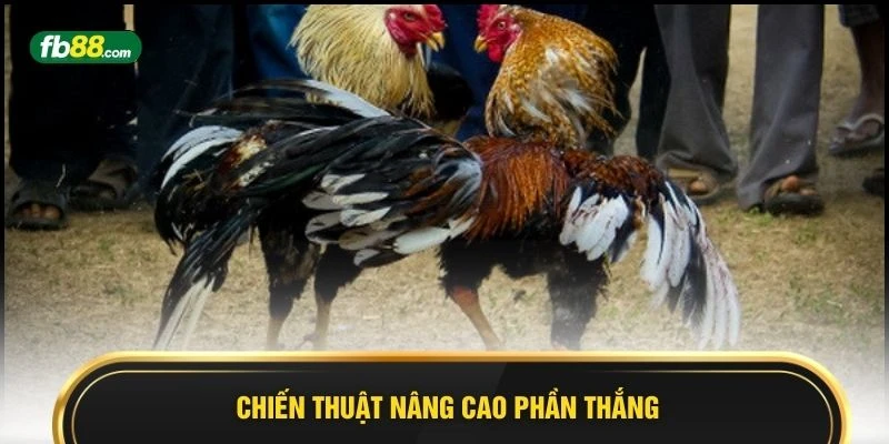 Đá Gà FB88 2026 - 5 Bí Quyết Gia Tăng Phần Thắng Lớn - BIVEGU.NEWS