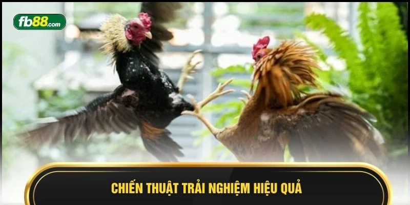 Trực Tiếp Gà Mỹ 2026 Sự Lựa Chọn Hoàn Hảo Cho Hội Viên  - BIVEGU.NEWS