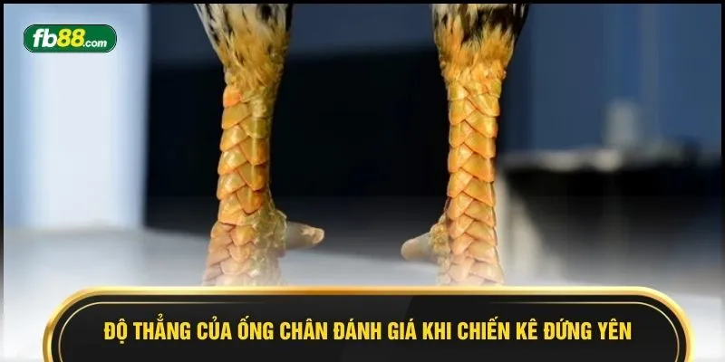 Cách Xem Chân Gà - 7 Dấu Hiệu Nhận Biết Xanh Chín Dễ Thắng - BIVEGU.NEWS