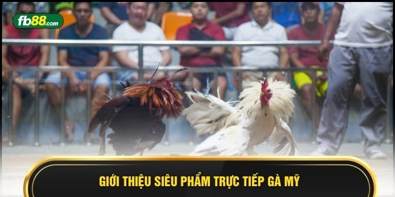 Trực Tiếp Gà Mỹ 2026 Sự Lựa Chọn Hoàn Hảo Cho Hội Viên  - BIVEGU.NEWS