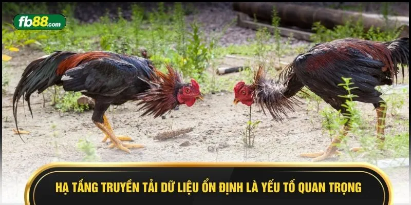 Livestream Gà Campuchia - 8 Trận Ăn Thua Đến Phút Cuối - BIVEGU.NEWS