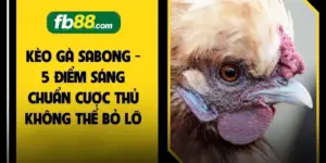 Đá Gà FB88 2026 - 5 Bí Quyết Gia Tăng Phần Thắng Lớn  - BIVEGU.NEWS
