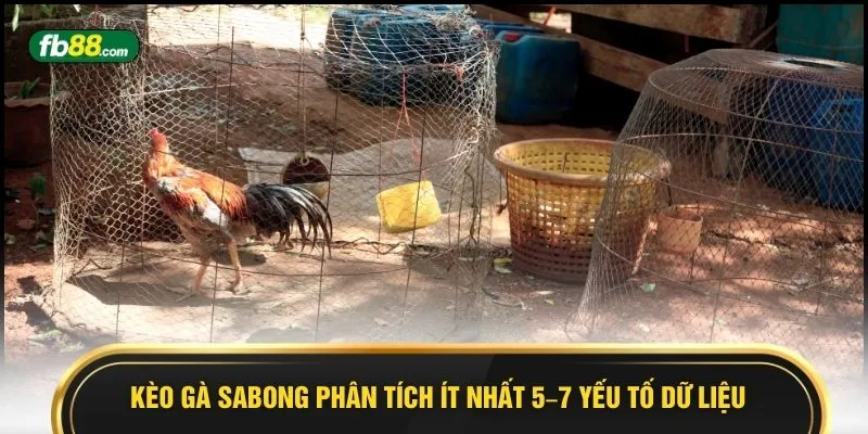 Kèo Gà Sabong - 5 Điểm Sáng Chuẩn Cược Thủ Không Thể Bỏ Lỡ - BIVEGU.NEWS