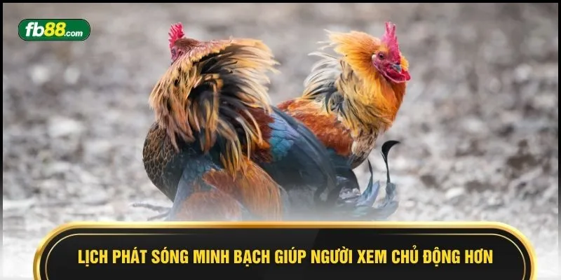 Livestream Gà Campuchia - 8 Trận Ăn Thua Đến Phút Cuối - BIVEGU.NEWS