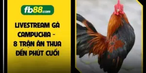Đá Gà FB88 2026 - 5 Bí Quyết Gia Tăng Phần Thắng Lớn  - BIVEGU.NEWS