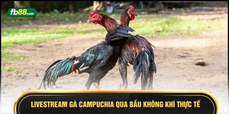Livestream Gà Campuchia - 8 Trận Ăn Thua Đến Phút Cuối - BIVEGU.NEWS