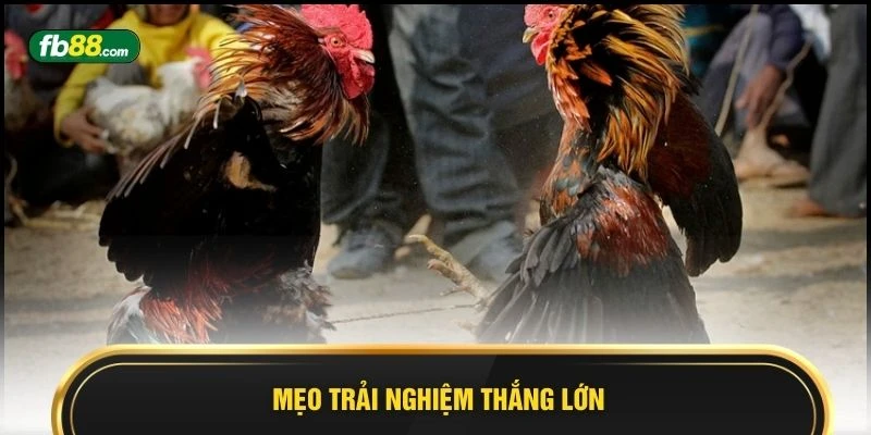 Đá Gà Cựa Tre Siêu Phẩm Cá Cược Hấp Dẫn, Thắng Lớn 2026  - BIVEGU.NEWS