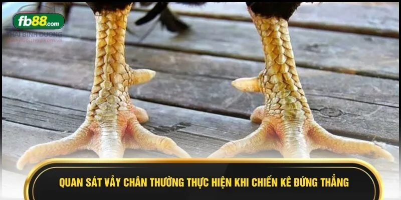 Cách Xem Chân Gà - 7 Dấu Hiệu Nhận Biết Xanh Chín Dễ Thắng - BIVEGU.NEWS