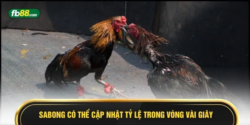 Kèo Gà Sabong - 5 Điểm Sáng Chuẩn Cược Thủ Không Thể Bỏ Lỡ - BIVEGU.NEWS