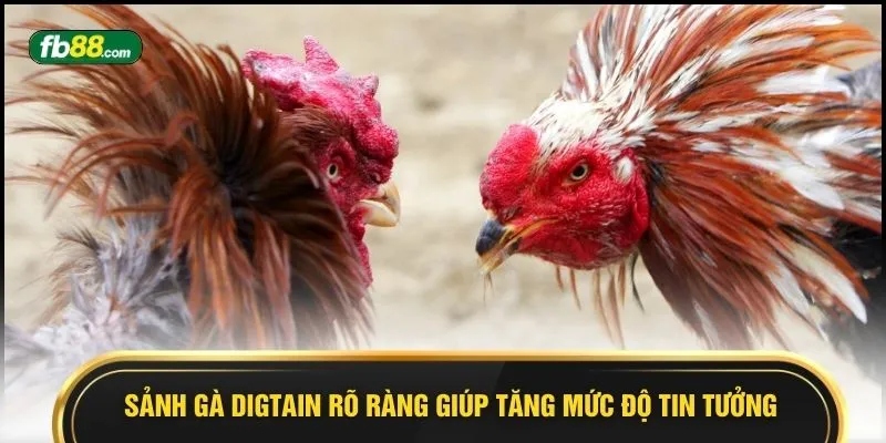 Sảnh Gà Digtain - 9 Phút Theo Dõi Kịch Tính Đến Nghẹt Thở - BIVEGU.NEWS