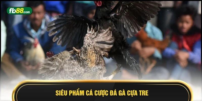 Đá Gà Cựa Tre Siêu Phẩm Cá Cược Hấp Dẫn, Thắng Lớn 2026  - BIVEGU.NEWS