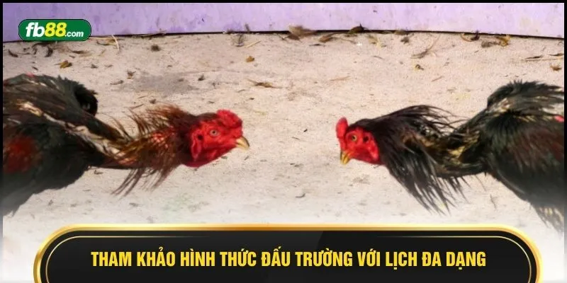 Sảnh Gà Digtain - 9 Phút Theo Dõi Kịch Tính Đến Nghẹt Thở - BIVEGU.NEWS