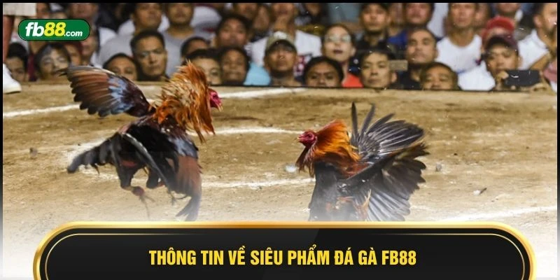Đá Gà FB88 2026 - 5 Bí Quyết Gia Tăng Phần Thắng Lớn - BIVEGU.NEWS